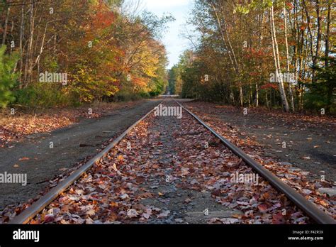 Railroad Tracks Through Woods In Autumn Stock Photo Alamy