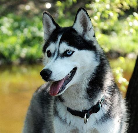 husky siberiano filhote para adotar cachorros raças pequeno grande fofos preço e para adoção