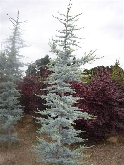 Blue Atlas Cedar Trees For Sale In Puyallup Wa Offerup