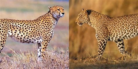 Cheetah And Leopard Difference Did You Know These 10 Differences