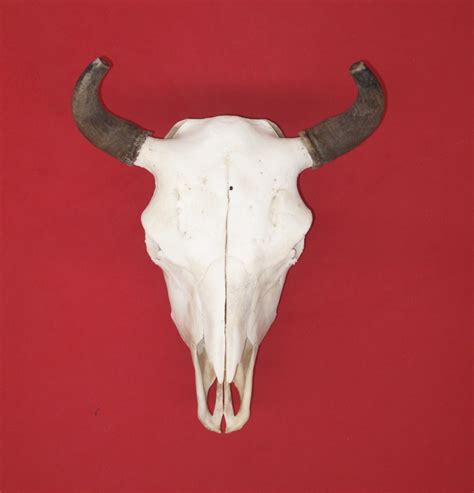Bones Buffalo Skull 5129 0288