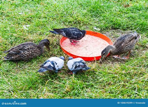 Pigeons And Ducks Un City Park In Reykjavik Stock Image Image Of