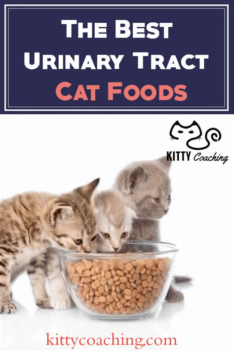 The reason is that dry cat food can lead to flutd, so it's better to choose something that'll keep your cat in good health and be at a low risk of more diseases. The Best Urinary Tract Cat Food - Our Top 5 Picks (2018)