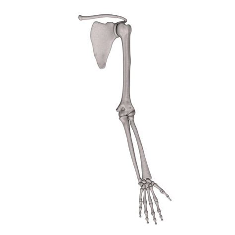 In anatomy, an arm is one of the upper limbs of an animal. 3d human arm bones