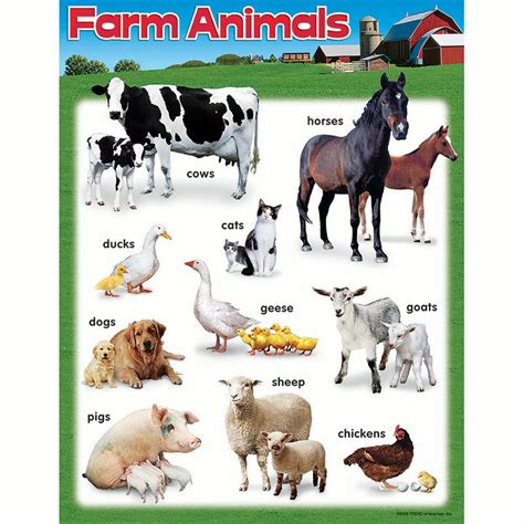 Learning Chart Farm Animals