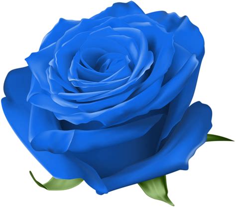 Blue Rose Garden Roses Centifolia Roses Floribunda Blue Rose Png