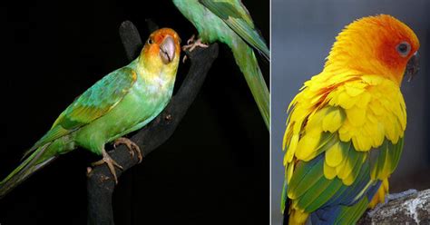 Extinct Carolina Parakeet Targeted For De Extinction With Help From A