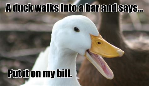 Funny Duck Jokes Lucu Sekali Ayo Ketawa