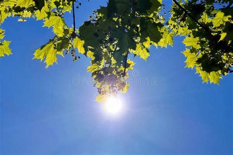 Green Leaves Sun In A Blue Sky Stock Photo Image Of Tree Nature