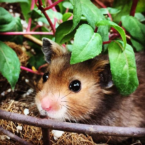 15 Adorable Hamsters That Will Cause A Cuteness Overload Bored Panda