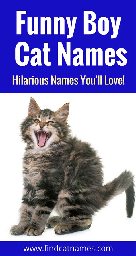 Cute Cat Names Male