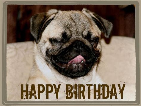Happy Birthday Memes Funny Pug