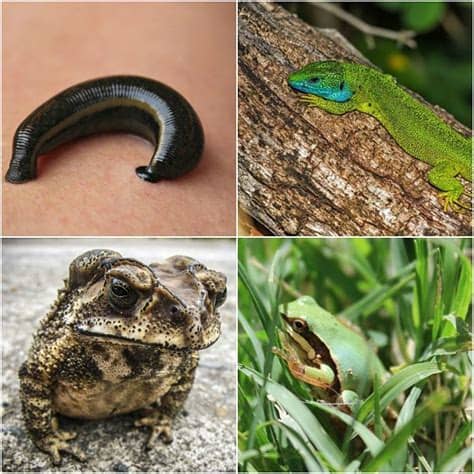 Los animales con respiración cutánea viven en hábitats acuosos o en suelos húmedos, lo que les permite mantener su piel lubricada, condición que es fundamental para el proceso respiratorio. 14 Animales que Respiran por la Piel (Respiración Cutánea ...