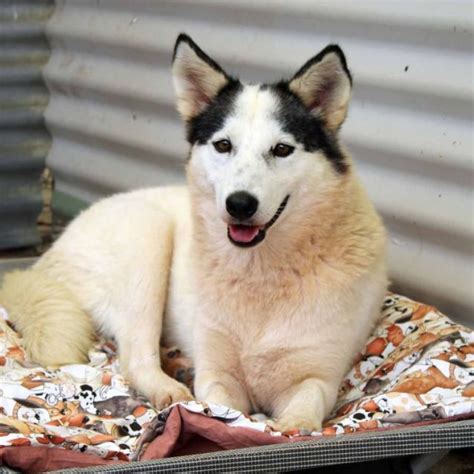 Leia Medium Female Siberian Husky Mix Dog In Nsw Petrescue