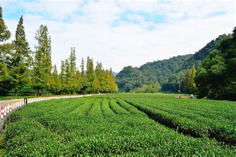Meijiawu Tea Plantation In Hangzhou Travel Review Entrance Tickets