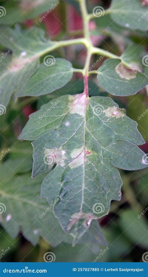 Powdery Mildew Disease Symptom On Tomato Leaf Stock Image Image Of