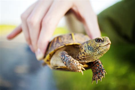 A Guide To Caring For Common Box Turtles As Pets