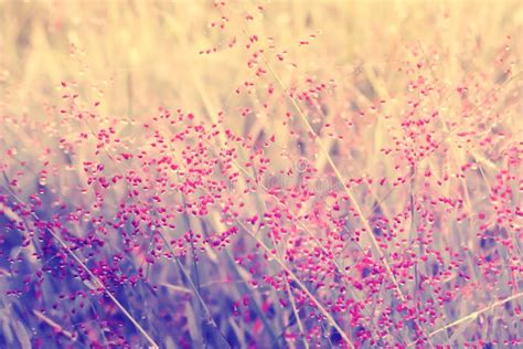 Little Pink Grass Flower Fresh Spring Summer Nature Background Stock
