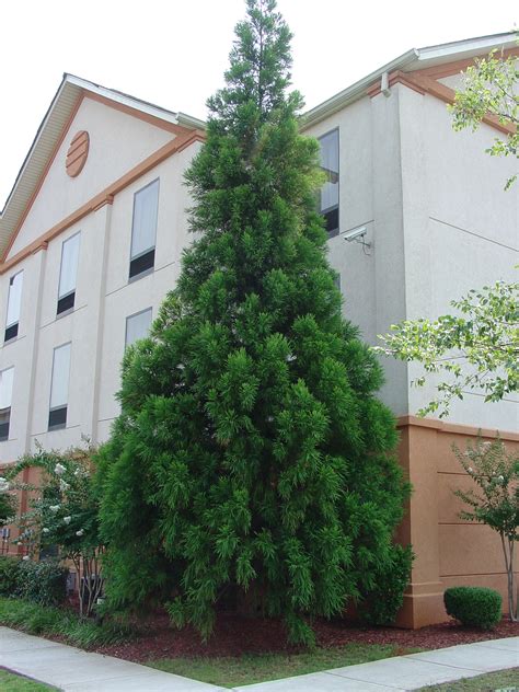 Pyramidal Forms Of Cryptomeria What Grows There Hugh Conlon