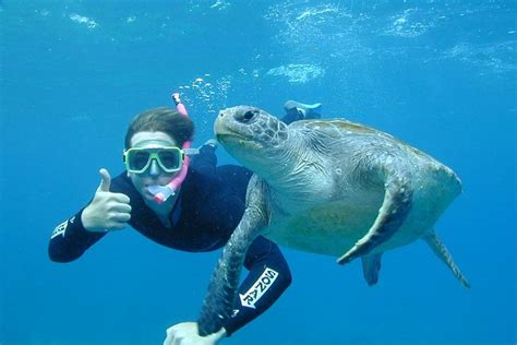 3 Hour Sea Turtle Snorkeling Experience In Byron Bay 2023 Viator