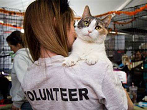 The 7 Best Things About Volunteering At An Animal Shelter Freak 4 My Pet