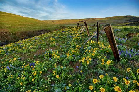 Hillside Wildflowers Photograph By Lynn Hopwood Fine Art America