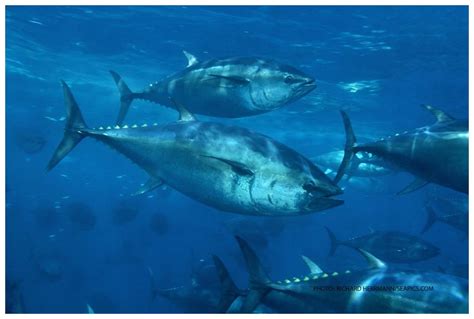 Pacific bluefin tuna in trouble, scientists say -- Earth ...