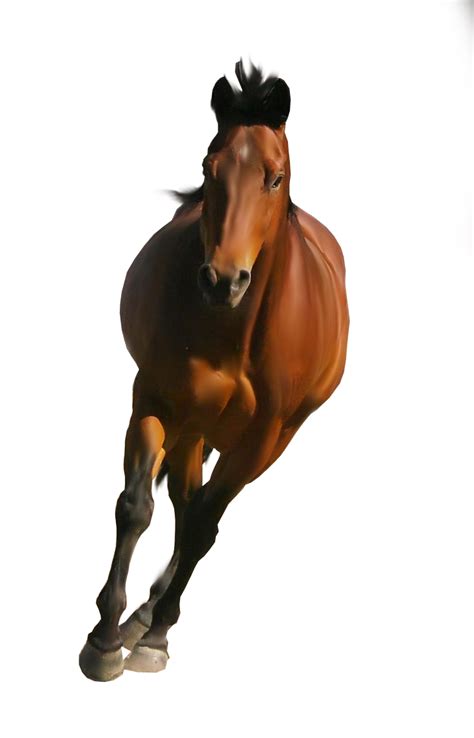 Horse Png Image Transparent Image Download Size 716x1115px