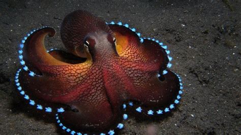 Ocean Octopuses Sealife Cephalopod 1920x1080 62208 1920×1080