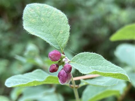 Symphoricarpos Mollis Calflora