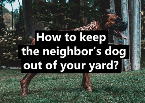 How To Deal The Neighbors Dog In Your Yard The Ultimate Guide