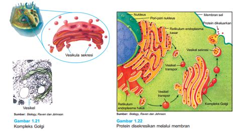 Struktur Dan Fungsi Kompleks Golgi Badan Golgi Sakersomu Kumpulan
