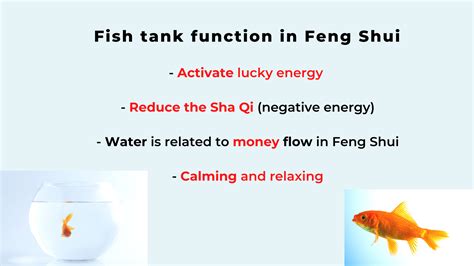 The Best Feng Shui Fish Tank Placement For Wealth Luck In 2021