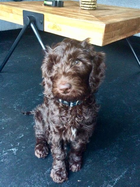 Harvey elliott made his liverpool debut on wednesday but not everything about him impressed former reds winger harry kewell. Harvey 12 weeks old | Australian labradoodle, Cavapoo ...