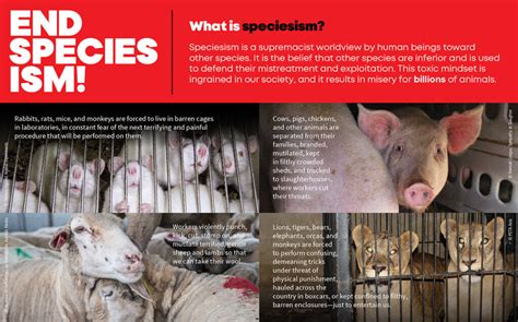 Free Printable Leaflets To Help You End Speciesism Peta Sos