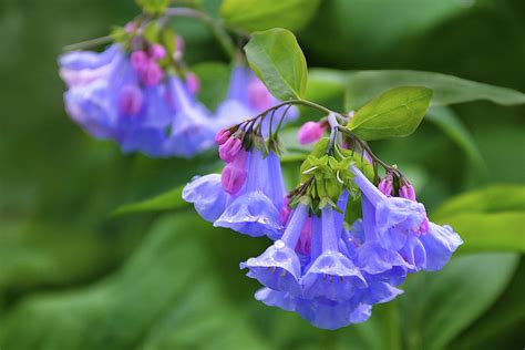 Virginia Bluebells 2 Photograph By Isabela And Skender Cocoli Fine