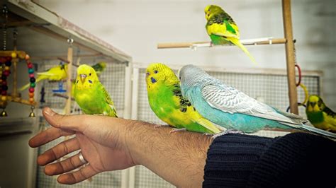 8 Hour Budgie Sounds For Lonely Birds To Make Them Happy Youtube