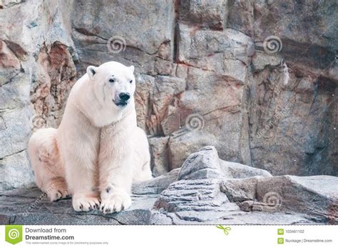 Oso Polar Masculino Blanco Que Se Sienta En La Roca Gris Del Color Foto