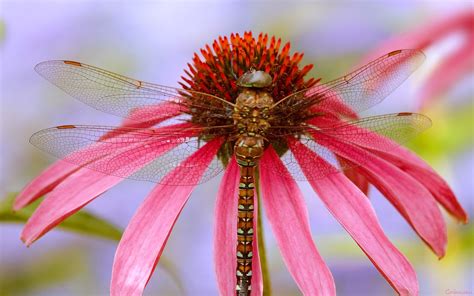Dragonfly Full Hd Wallpaper And Background Image 1920x1200 Id334290