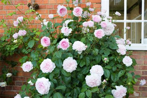 Rose Bush Shrub Plant Growing In A Garden Uk Stock Image Image Of