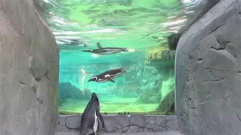 Walking With Penguins At The Aquarium Of The Pacific Youtube