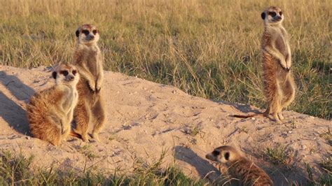 Familia Suricata Tomando El Sol Botsuana 1276629 Vídeo De Stock En