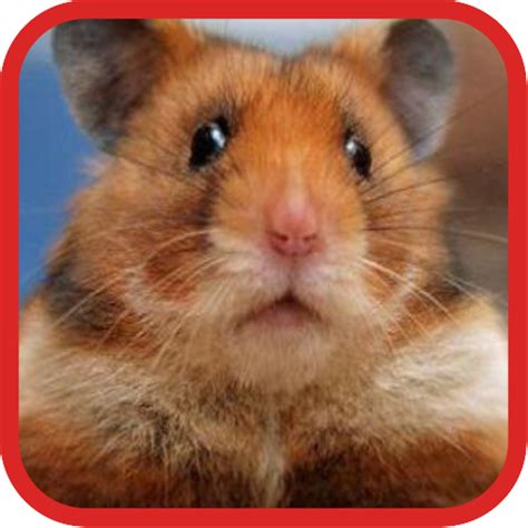 Funny Hamster Videos Au Appstore For Android