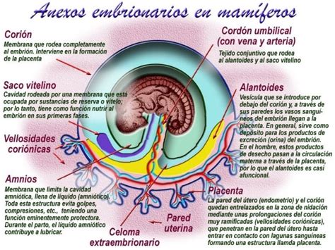 Placenta Y Anexos Embrionarios Ppt 1 Placenta Implantaci 243 N Gambaran