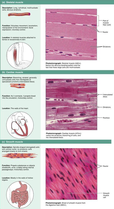 15 Best Tissue Types Images Tissue Types Human Anatomy Physiology