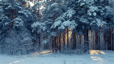 Forest Winter Snow Trees Winter Landscape 4k Hd Wallpaper