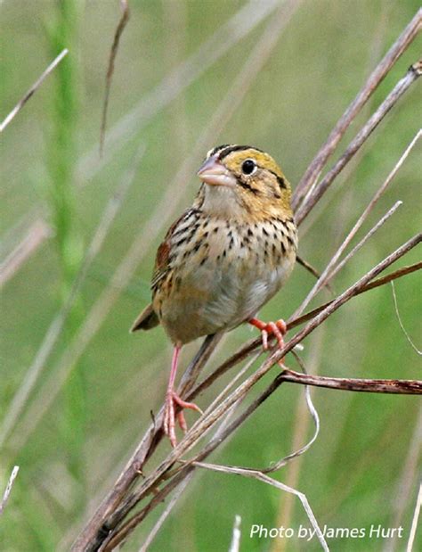 Tennessee Watchable Wildlife Henslows Sparrow Habitat 1