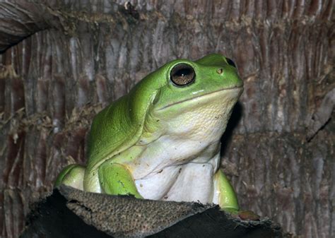 Media Release Stowaway Frogs Being Stopped By Border Security