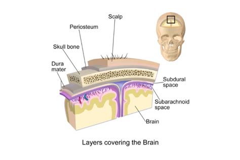 Meninges And Csf Viva Emedicodiary