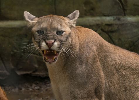 Cougar Spotted Roaming In Belvidere And Rockford Backyards